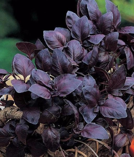 KIRA SEEDS - Seeds Opal Purple Basil - Heirloom Herbs - GMO Free