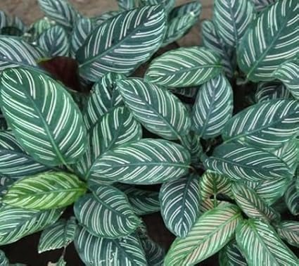 100pcs Green Calathea Plant Seeds for Planting, Tropical Foliage Seeds for Indoor & Outdoor Growing | Easy to Grow Houseplant Seeds