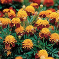 Park Seed Tiger Eyes Marigold Flower Seeds – Heirloom French Variety with Bold Red-and-Yellow Blooms, Compact Plants for Garden or Containers, Great for Nematode Control – Pack of 50