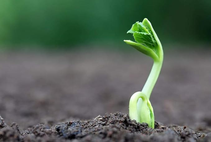 40 Bitter Melon Seeds for Planting – Ampalaya & Bitter Gourd Seeds, Vegetable Seed for Home Garden, Container, or Trellis Cultivation