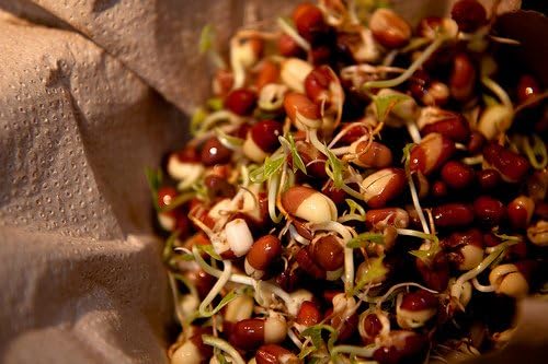 Adzuki Bean Seed, Microgreen, Sprouting,16 OZ, Non GMO - Country Creek LLC Brand - High Sprout Germination- Edible Seeds, Gardening, Hydroponics, Growing Salad Sprouts