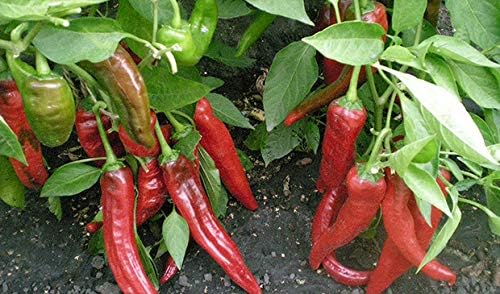 Seeds Fire Hot Pepper Chili Heirloom Vegetable for Planting Non GMO