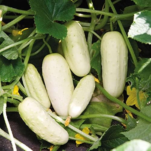 40+ Seeds Cucumber Angel - Vegetable White