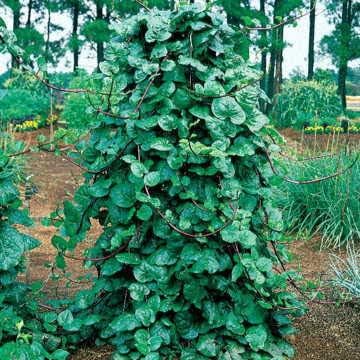 Park Seed Spinach Vegatable Plant Seeds, Easy to Grow, Variety of Colors, Spring Garden, Red Stem Malabar, Pack of 50