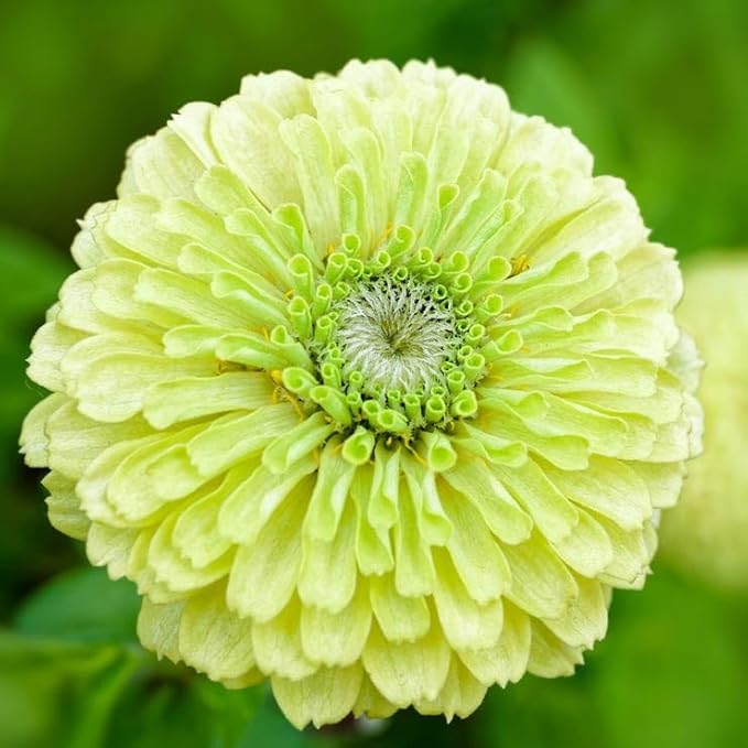 Park Seed Park's Picks Lime Zinnia Seeds, Pack of 50 Seeds – 70-90 Days to Maturity, Large Lime Green Double Blooms, Non-GMO, Ideal for Cutting Gardens, Pollinator Gardens, and Containers