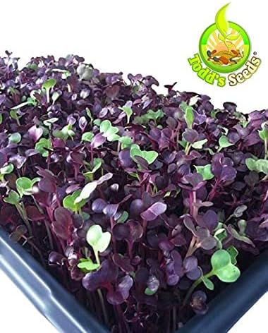 Todd's Seeds Rambo Sprouting Radish Seeds - Beautiful Red/Purple Colored Sprout, Non-GMO, Chemical Free, High Germination (One Pound)