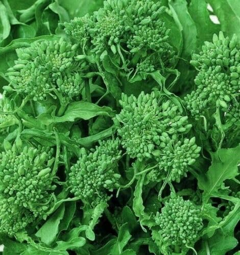 Spring Broccoli Rabe Seeds - Rapini and Brassica Rapa VAR Ruvo Seeds