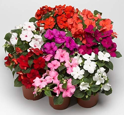 KIRA SEEDS - Seeds Busy Lizzie Mix Balsam - Impatiens walleriana - Perennial Flowers for Planting - GMO Free
