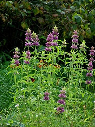 Seeds Lemon Bee Balm Monarda Lemon Mint Herbs Non GMO Heirloom