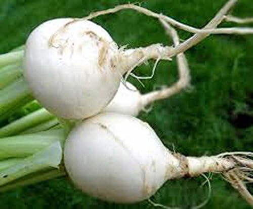 Turnip Seeds, Egg White Turnip, Heirloom, 100 Seeds, Non GMO,Vegetable