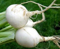 Turnip Seeds, Egg White Turnip, Heirloom, 100 Seeds, Non GMO,Vegetable