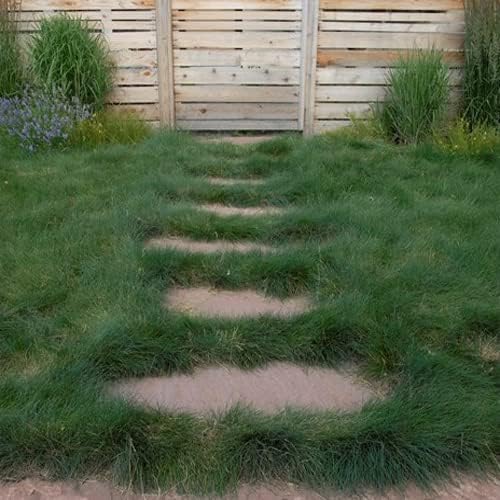 Outsidepride Sheeps Fine Fescue Grass Seed - 5 Lbs. Perennial Heat & Drought Tolerant Dense Green, Traffic-Resistant Turf for Shaded Environments w/OptiGrowth Coating for Seed Enhancement