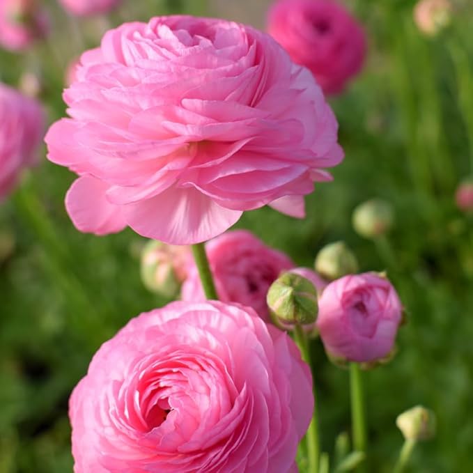 Set 50 Ranunculus Bulbs for Planting, Pink Ranunculus Corms Bulk, Butterfly Ranunculus Flowers Bulbs Spring Fall, Peony Buttercup Ranunculus