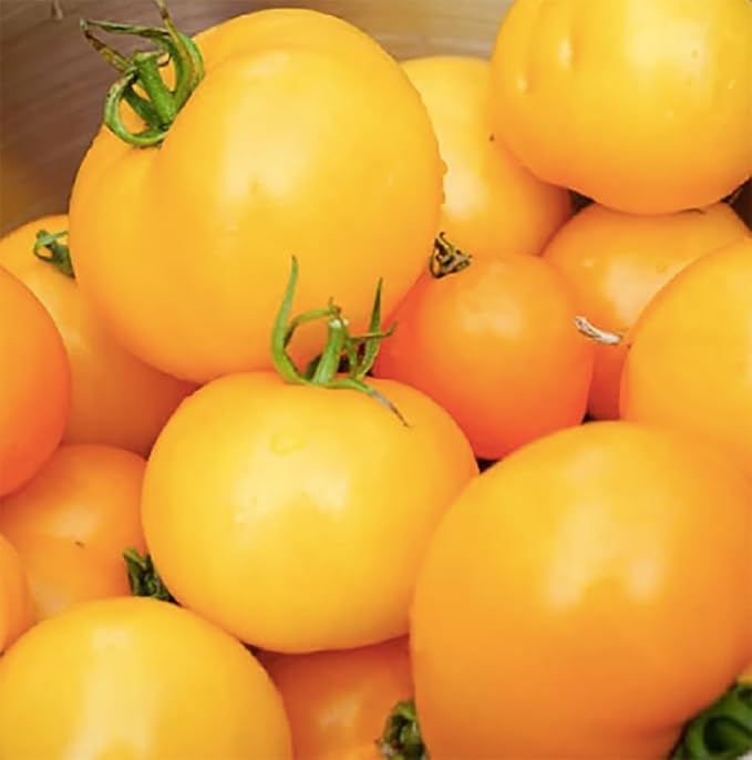Golden Jubilee Tomato Seeds - Large Tomato - One of The Most Delicious Tomatoes for Home Growing, Non GMO - Neonicotinoid-Free.