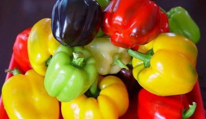 Rainbow Sweet Bell Pepper Seed Mix Multicolor Blend 40+ Seeds