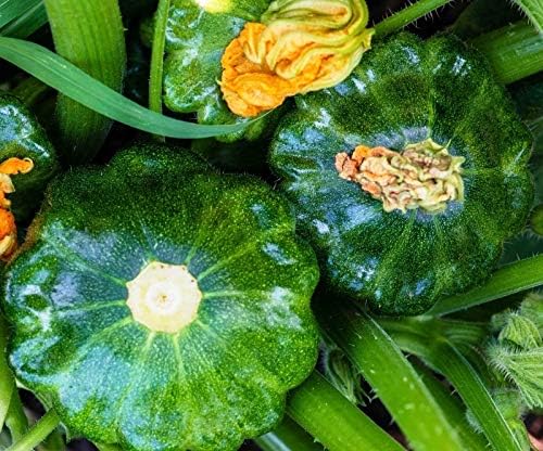 CEMEHA SEEDS - Seeds Scallopini Squash Patty Pan Zucchini Green Non GMO Vegetable for Planting