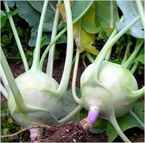 Vegetable Garden Seeds for Planting - Grow Heirloom Vegetables (White Kohlrabi)