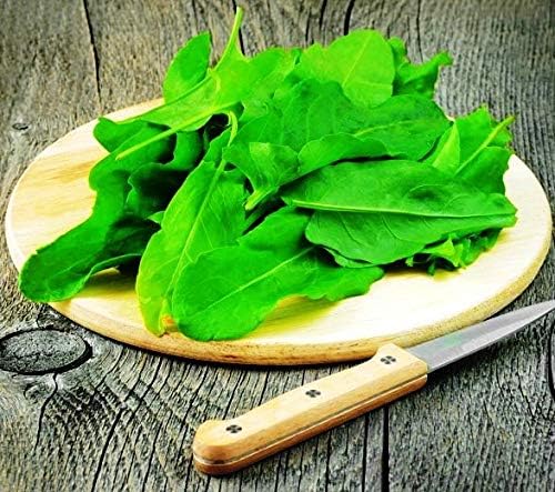Sorrel Odessa Seeds – Perennial Herb | Heirloom, Non-GMO, Tender & Tangy Leafy Green for Culinary Use