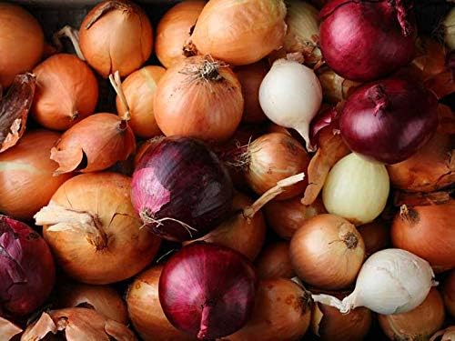 Multicolor Onion Seed Mx Allium Cepa 200+ Seeds Garden Seeds for Planting Vegetables