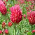 Food Plot Seeds for Planting - Grow Food for Deer, Turkey, Elk, Phesants, Quail and Other Wild Game (Crimson Clover - 8 Oz.)
