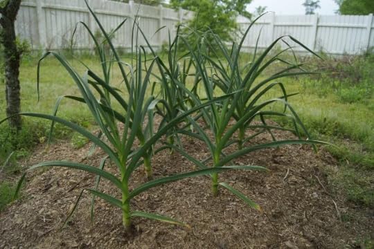 German Red Hardy Garlic 2 Nice Sized Bulbs! Great for Fall Planting! Non GMO, Great for Winter Weather and Long Storage! Easy to Grow!