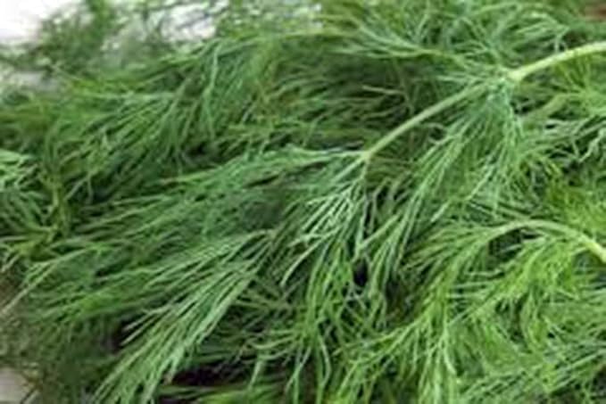 Dill Seed, Dill Bouquet Heirloom, Non GMO, 100+ Seeds, Herb Fresh or Dried