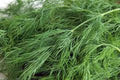 Dill Seed, Dill Bouquet Heirloom, Non GMO, 100+ Seeds, Herb Fresh or Dried
