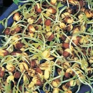 Adzuki Bean Seed, Microgreen, Sprouting,16 OZ, Non GMO - Country Creek LLC Brand - High Sprout Germination- Edible Seeds, Gardening, Hydroponics, Growing Salad Sprouts