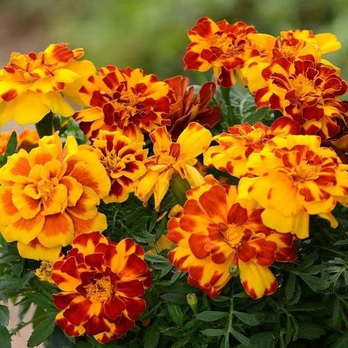 Park Seed Durango Mix Marigold Flower Seeds – French Dwarf Anemone-Type with 2-Inch Blooms in Red, Yellow, Tangerine & Bicolors, Heat-Tolerant, Early Blooming for Beds & Containers – Pack of 50