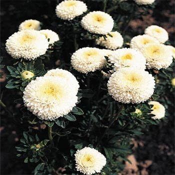 Outsidepride Tall Pompon White Aster Seeds - 1000 Pcs. Annual, Hardy & Pollinator Friendly Flower Seeds for Planting Vibrant Disc-Shaped White Blooms, Ideal for Meadows & Aesthetic Gardens