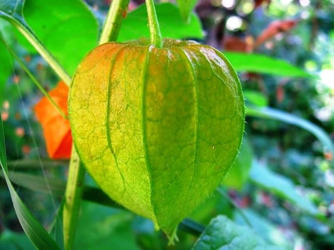 Seeds4planting - Seeds Mexican Husk Tomatillo Green Physalis Vegetable Non GMO Heirloom for Planting