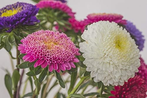 Aster Pompon Garden Mix Seeds – Callistephus Chinensis | Vibrant Double Blooms | Annual Cut Flower for Garden & Bouquets