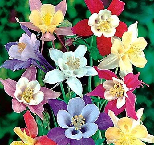 Columbine McKana Mix Seeds – Aquilegia Caerulea | Perennial Wildflower for Pollinators | Elegant Long-Spurred Blooms
