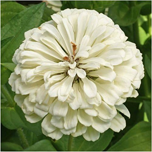Seed Needs Polar Bear White Zinnia Seeds for Planting - Heirloom & Untreated - Grow a Butterfly Garden to Attract Butterflies, Bees and Pollinators - Great Cut Flowers (1 Pack)