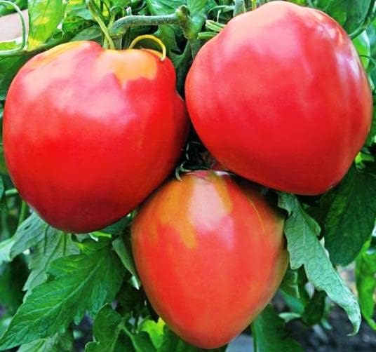 RAISE ME UP: Seeds Red Bull's Heart Tomato Indeterminate Non GMO Heirloom
