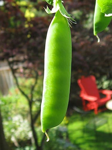 Pea Dwarf Grey Sugar Great Heirloom Vegetable by Seed Kingdom Bulk 5 Lb Seeds