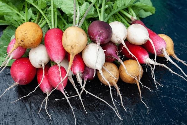 Park Seed Radish Vegatable Plant Seeds, Easy to Grow, Variety of Colors, Spring Garden, Beauty Blend, Pack of 200