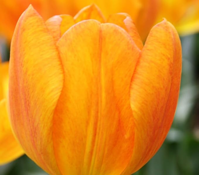 Tulipa Fringed Mixture Tulip Bulbs Size 11/12 for Planting - Plant in Fall, Winter or Early Spring (Orange Emperor, 15, Count)
