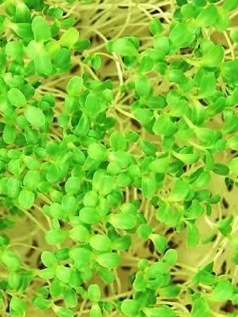 Green Lettuce Seeds: 1 Lb - Non-GMO Vegetable Garden & Microgreens Seeds - Micro/Baby Salad Greens
