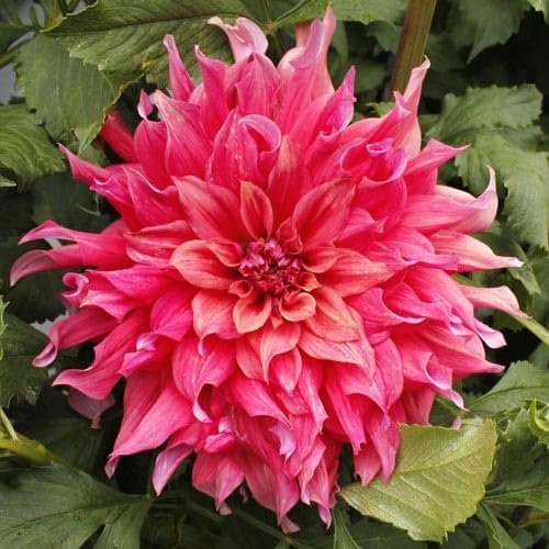Eden Brothers Dahlia Bulbs (Dinnerplate) - Belle of Barmera, Non-GMO Bulbs for Planting, 2 Bulbs | Low-Maintenance Flower Bulbs, Plant During Spring, Zones 8, 9, 10, 11