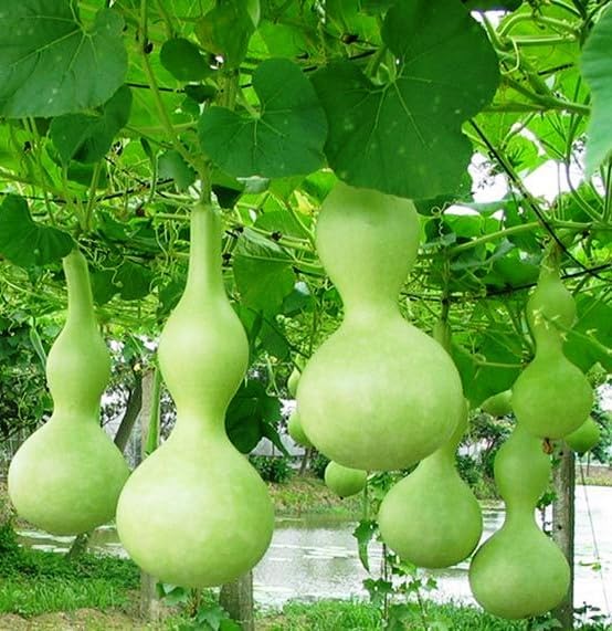 Bottle Gourd Seeds – Lagenaria Siceraria | Annual | Fast-Growing, High-Yielding & Edible/Ornamental Variety