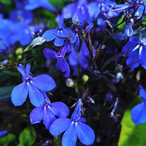 Seeds Lobelia Blue Сascade Cardinal Annual Flowers for Planting 1000 Seeds