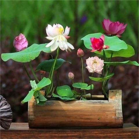 10PCS Bonsai Lotus Seeds for Planting - Mixed Colors Water Lily Flower Seeds