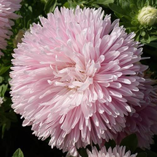 Outsidepride Gremlin Aster Seeds - 1000 Pcs. Annual, Hardy & Pollinator Friendly Flower Seeds for Planting Vibrant Light Rose Blooms and Oval-Shaped Leaves, Great for Meadows & Aesthetic Gardens