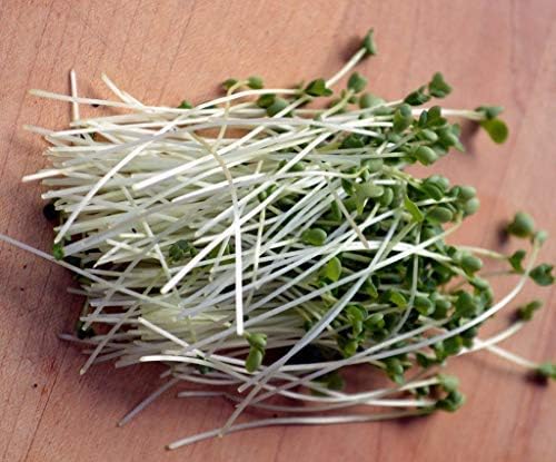 Kimmy's Kale Seeds for Sprouting Microgreens 4oz,"COOL BEANS n SPROUTS" Brand, A superfood Packed with antioxidants. A Small Town Family Run USA Business.Thank You !