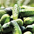 SMR 58 Cucumber Seeds - 100 Count Seed Pack - Non-GMO - A Vigorous Standard Pickling Cucumber That Produces Massive yields of mild Flavored Cucumbers. - Country Creek LLC