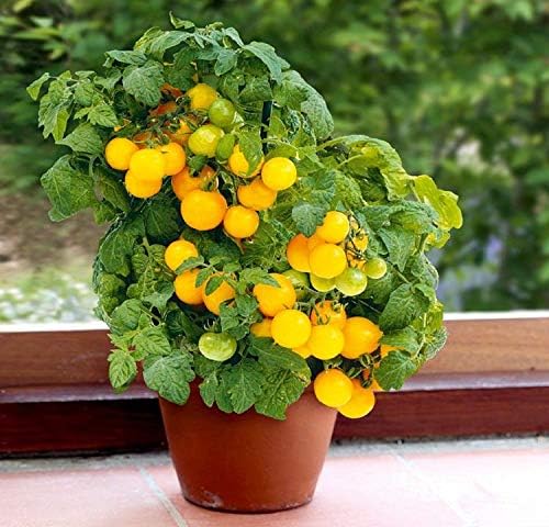 Seeds Vegetable Indoor Tomato Yellow Dwarf - 25 Seeds