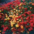 Park Seed Nasturtium Flower Plant Seeds, Easy to Grow, Perfect for Spring Garden, Park's Fragrance, Pack of 50