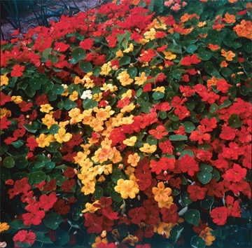 Park Seed Nasturtium Flower Plant Seeds, Easy to Grow, Perfect for Spring Garden, Park's Fragrance, Pack of 50