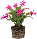 Purple Christmas Cactus Plants Live, Size 3-6" Christmas Cactus Plant, Colorful Holiday Houseplant Flowering Succulent Live Plants for Planting, Well Rooted, No Pot